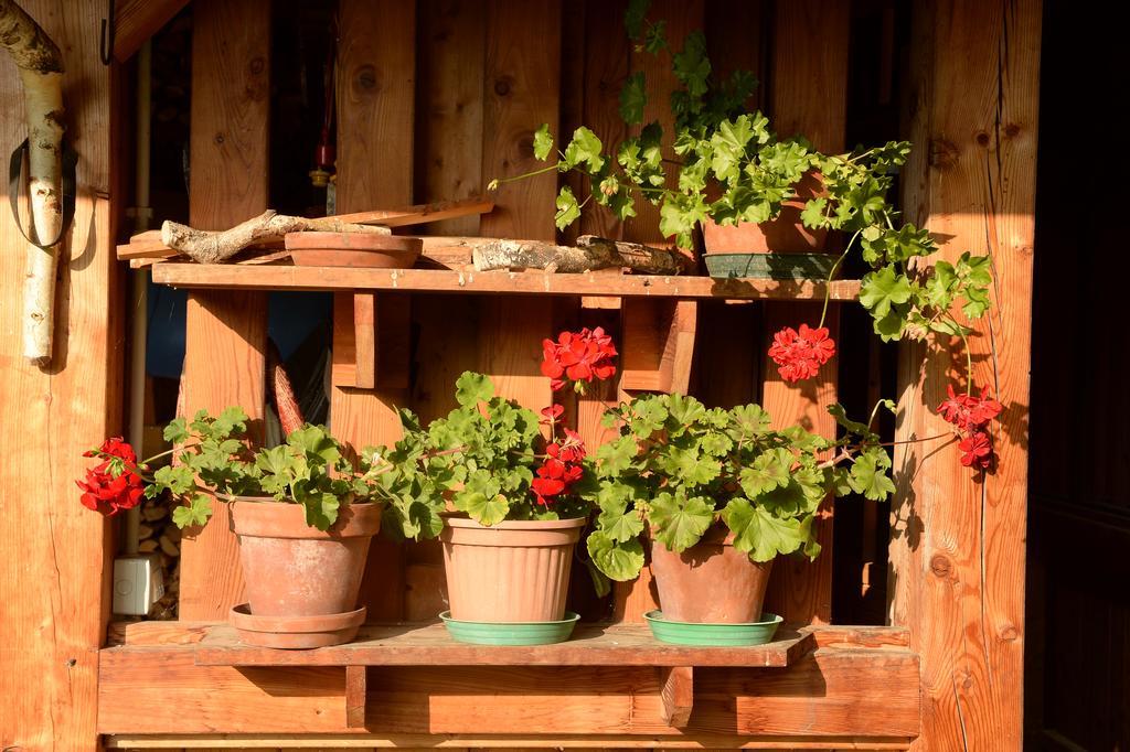 La Casa Al Noce Aparthotel Mezzana  Rom bilde